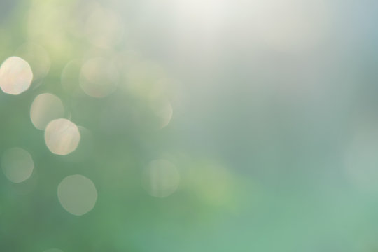 blurred green nature background with natural light with copy space.