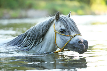 Gorgeous stallion swimming in river