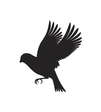 Canary silhouette. Isolated canary on white background. Bird