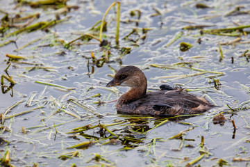 A single Pied-Billed Grebe duck forages in the vegetation strewn wetland waters