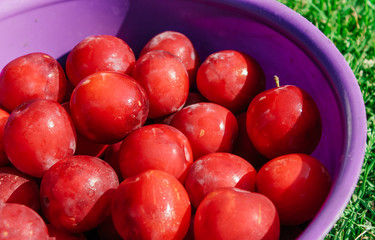 plum on the background of green grass