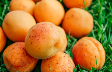 apricots on a background of green grass
