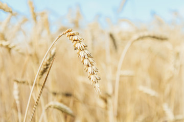 Fototapeta premium wheat field, blue sky summer