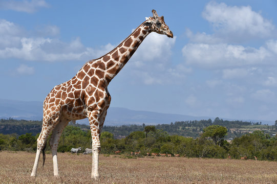 Giraffe in Kenia 