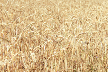 wheat field, blue sky summer