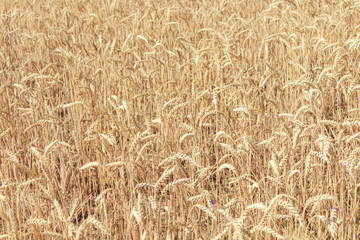 wheat field, blue sky summer