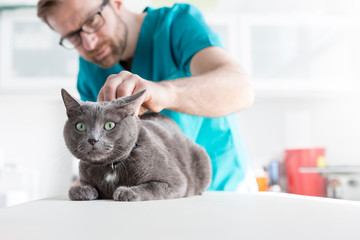 Veterinary doctor examining Russian Blue cat at clinic