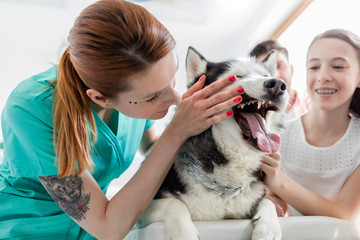 Doctor husky by girl at veterinary clinic © MDBPIXS