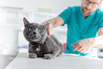 Doctor examining Russian Blue cat on bed at veterinary clinic