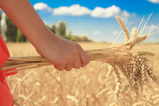 spikelets of wheat, hands, field