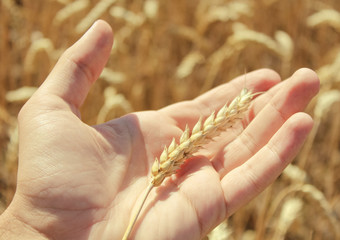 Fototapeta na wymiar spikelets of wheat, hands, field