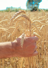 spikelets of wheat, hands, field