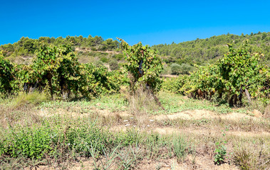 Fototapeta na wymiar Fields of vineyards in Lagrasse in the south of France on a sunny day
