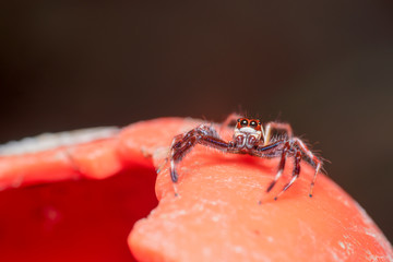 Jumping Spider