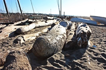 smooth and soft and warm shapes on wood. abandoned wooden logs on the sea beach. sunny winter day. sea ​​salt reaches everywhere and reaches all of nature