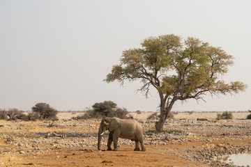 A solitary elephant at a waterhole in Etosha N.P. - Namibia.