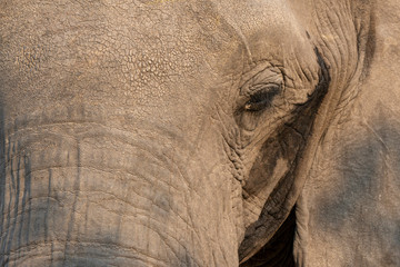 Detail of an elephant - spot on the eye.