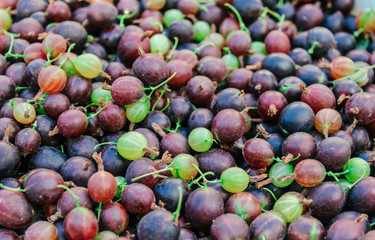 natural, orgooseberry, background, fresh, berry, garden, nature, organic, gooseberries, sweet, green, food, closeup, healthy, natural, health, leaf, freshness, fruit, branch, harvest, ripe,ganic agrus