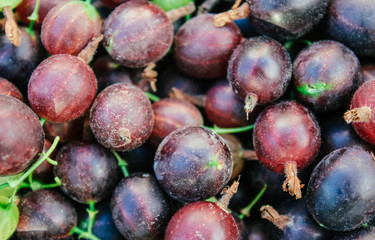 natural, orgooseberry, background, fresh, berry, garden, nature, organic, gooseberries, sweet, green, food, closeup, healthy, natural, health, leaf, freshness, fruit, branch, harvest, ripe,ganic agrus