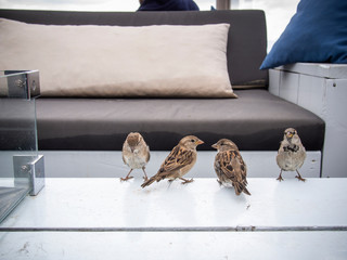 Group of sparrows on a white table while feeding