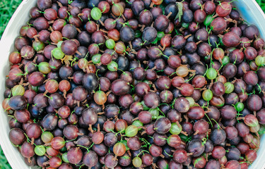natural, orgooseberry, background, fresh, berry, garden, nature, organic, gooseberries, sweet, green, food, closeup, healthy, natural, health, leaf, freshness, fruit, branch, harvest, ripe,ganic agrus