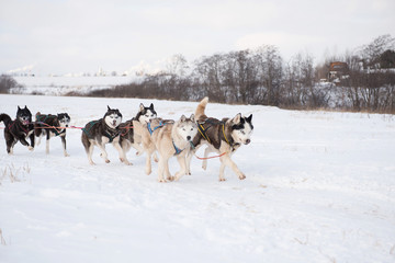 Naklejka premium Huskies pull sledges. A winter activity. Husky sledding/husky safari. Huskies in harness.