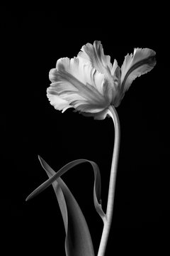 Black And White Flower Images Browse