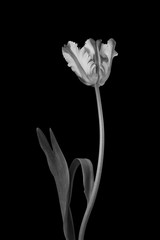 Classic beautiful monochrome dramatic blooming parrot tulip against a black background.