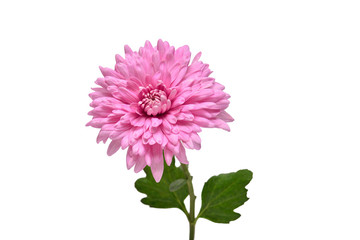 Pink chrysanthemum flower isolated on white background. Floral pattern, object. Flat lay, top view