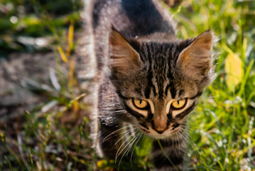 Naklejka na ściany i meble Cat in the process of hunting, in the field grass