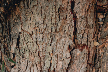 Wood texture background