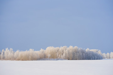 Beautiful, winter landscape of snowy forest with space for text.
