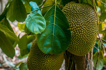 jackfruit on tree
