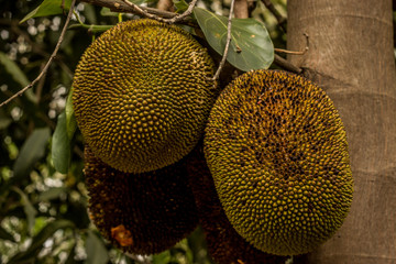 jackfruit on tree