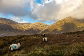 Irland Schafe