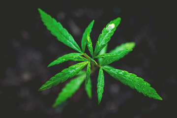 marijuana weed plant close up on background