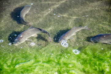 Young carp fish from fish farms released into the reservoir
