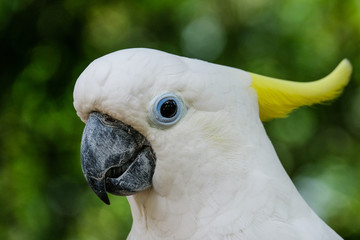 Portrait in profile of an white and yellow Kakadoo in front of green blurry background