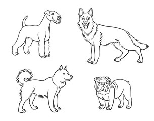 Dogs of different breeds in outlines (set1) - vector illustration