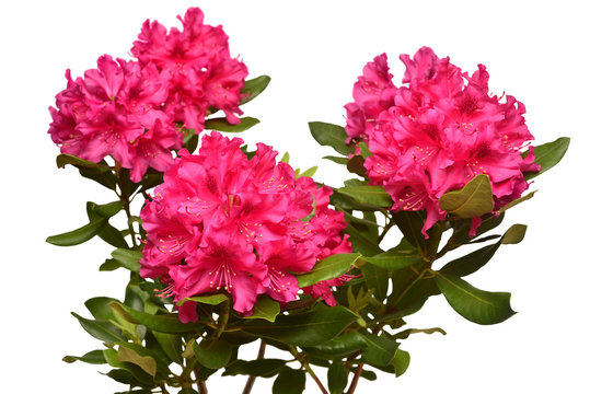 Pink flower of rhododendron bush isolated on white background. Flat lay, top view. Object, studio, floral pattern