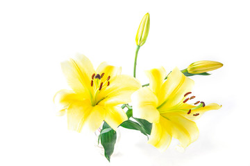 Yellow lily flower isolated on a white background.