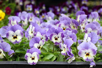 Viola cultivar. Viola trocolor flower. Floral pattern. Flowers background texture. Violets.