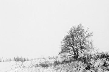 Trees in the fog at Jokioinen, Finland.