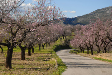 Lane through almond orchard with trees covered in beautiful pink blossom, Alicante Province, Spain,