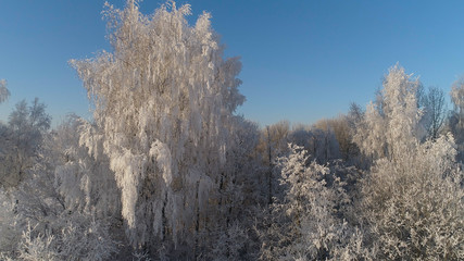 aerial view winter landscape trees covered with snow in countryside. winter forest on sunny day.