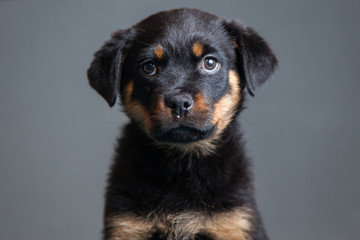 Face on Portrait of a Puppy - Rottweiler