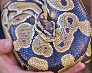 Haende halten eine Python Schlange
