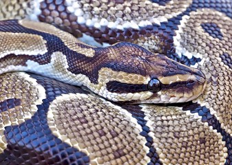 Makro von einer Python Schlange