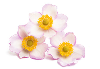 Obraz premium anemone hupehensis