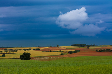 Obraz premium Cereal fields and cloudy sky